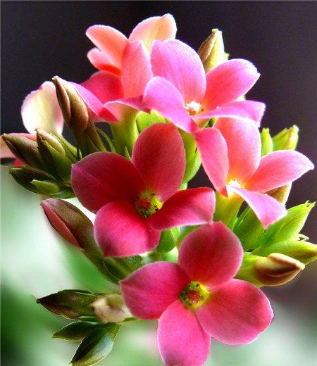 长寿花夏季换盆方法