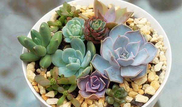 4个多肉养护必犯误区