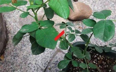 般盆栽花卉什么时间修剪好 般盆栽花卉什么时间修剪好