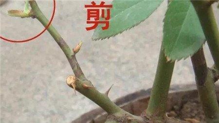 修剪方法 修剪方法