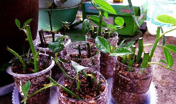 怎么判断枝条已经生根 怎么判断枝条已经生根