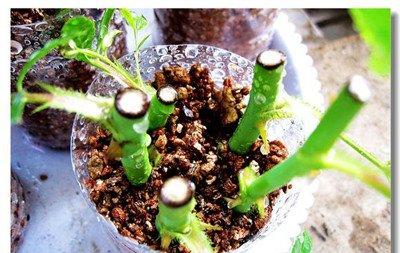 不动粗也可以看见根在长 不动粗也可以看见根在长