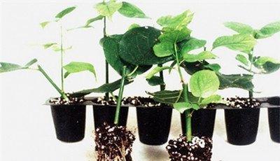 检查枝条是否恢复元气 检查枝条是否恢复元气