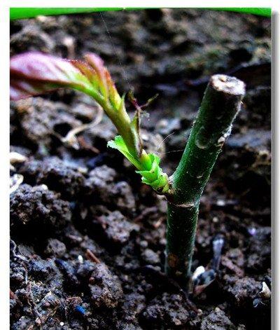 新叶与新芽是否萌发 新叶与新芽是否萌发