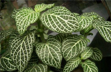 网纹草的分株繁殖