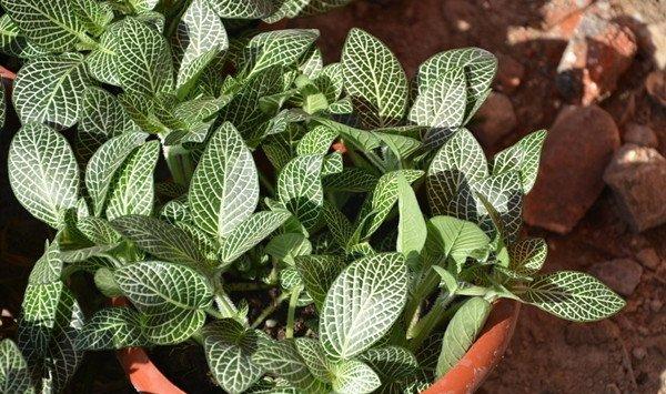 网纹草的繁殖方法