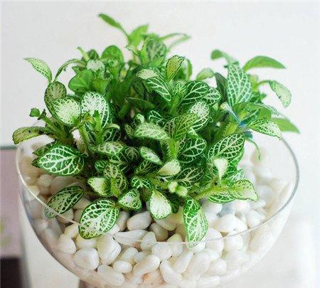 网纹草的扦插繁殖