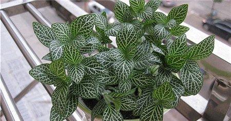 网纹草的组织培养