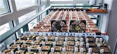 多肉标签 多肉标签