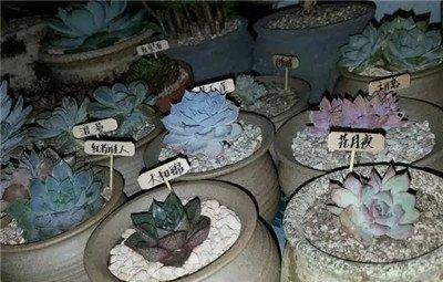 多肉标签成品图 多肉标签成品图