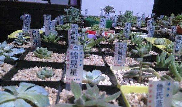 5种多肉标签的制作方法