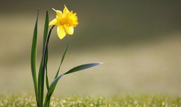 水仙花什么时候开花