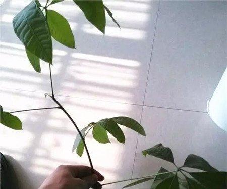 去掉多余的叶片 去掉多余的叶片