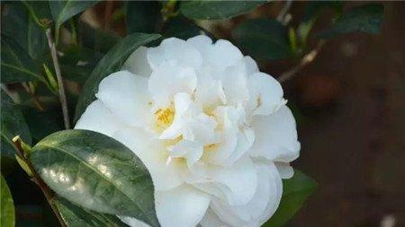 山茶花