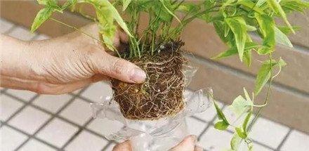 塑料瓶做成的两个花盆