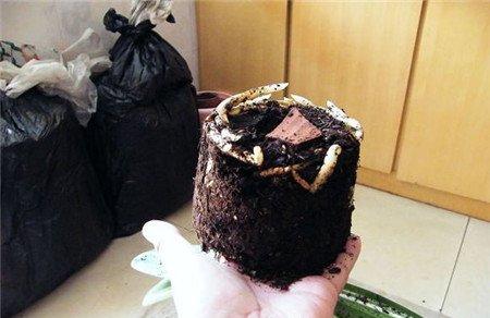 君子兰的根系