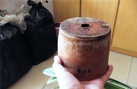 君子兰脱盆