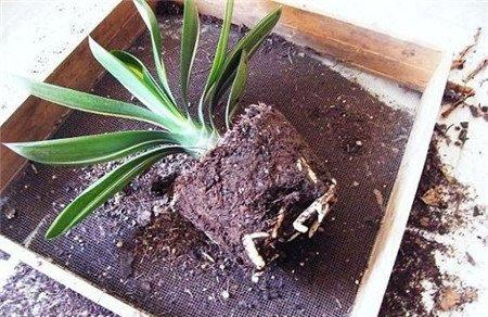 抖掉君子兰根部的土壤