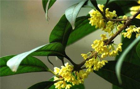 桂花 桂花