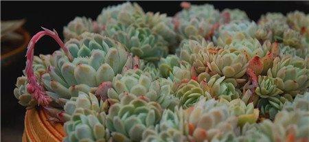 浇水注意事项 浇水注意事项