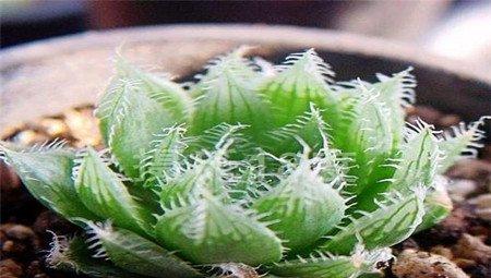水晶掌