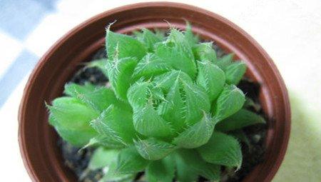 水晶掌