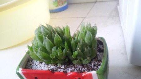 水晶掌
