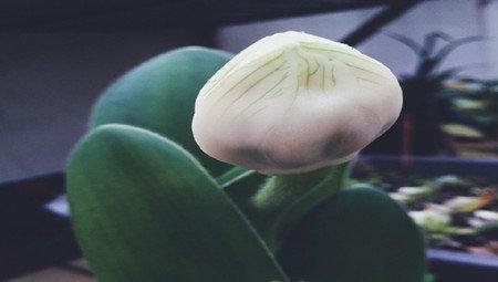 虎耳兰