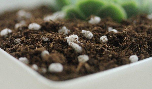 自制花肥有异味？7个小窍门来解决