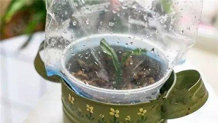 用透明的塑料袋将盆器盖住