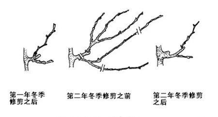冬季剪枝