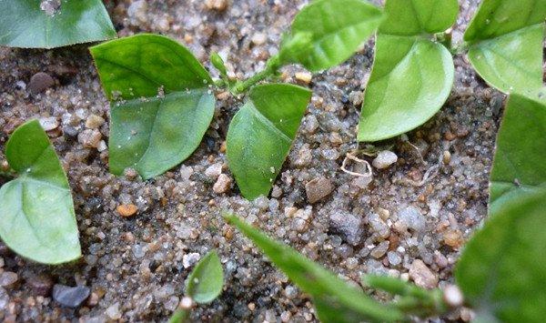 无敌简单的播种,扦插,浇水,堆肥方法，分分钟的事