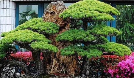 适宜保持土壤偏干的情况 适宜保持土壤偏干的情况