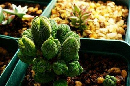 达摩绿塔