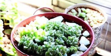 换盆种植 换盆种植