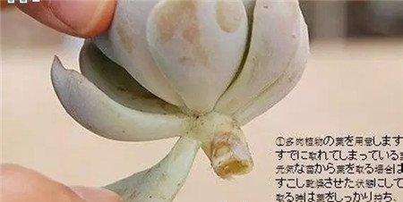 现摘叶子 现摘叶子