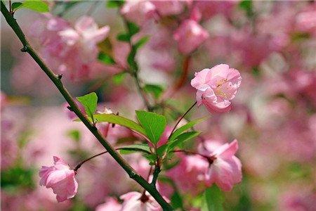 海棠花