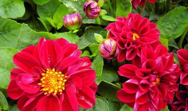 小丽花的繁殖方式
