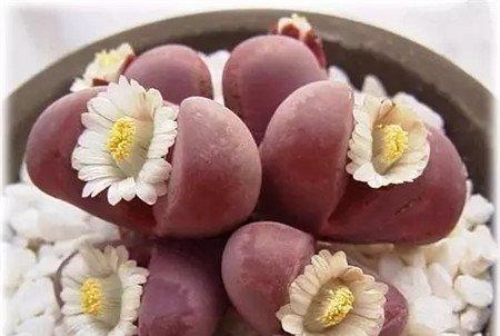 冬型种