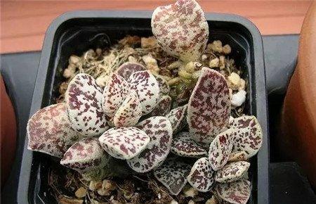 春秋型种