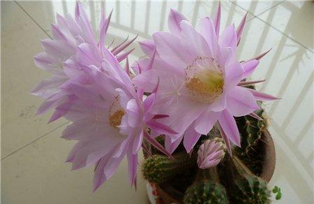 仙人球开花 仙人球开花