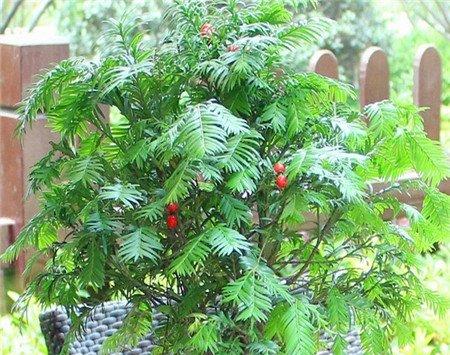 红豆杉