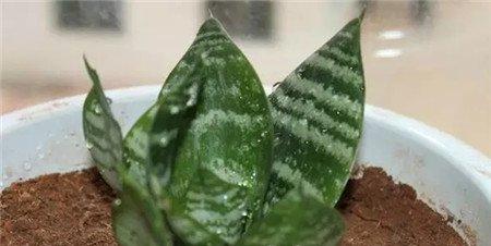 合适的浇水量 合适的浇水量
