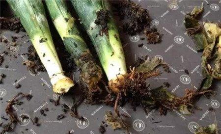 烂根 烂根
