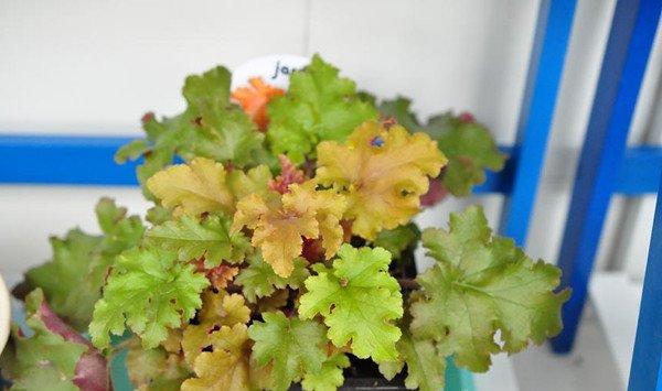 矾根怎么进行繁殖