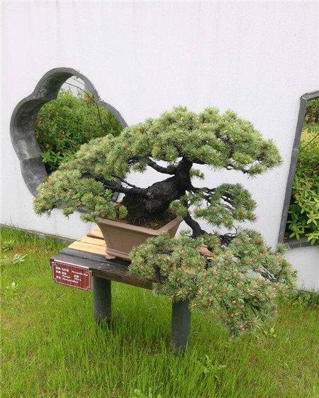红豆杉盆景