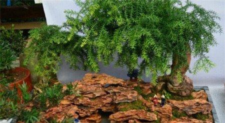 红豆杉盆景