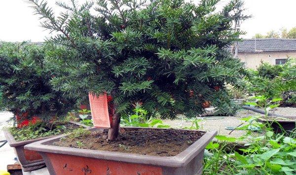 红豆杉盆景怎么修剪