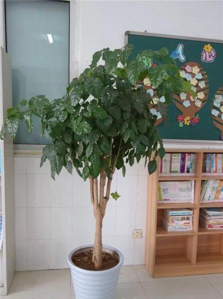 幸福树 幸福树