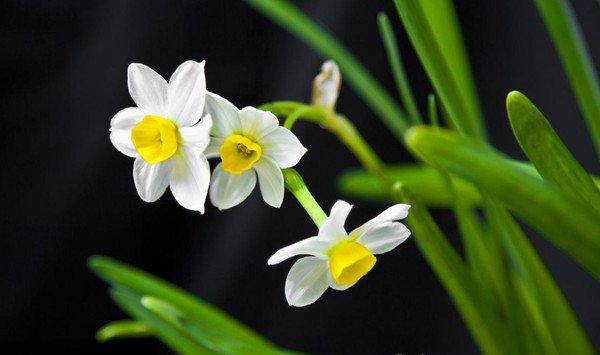 不会雕刻水仙?最全的图解来了 不会雕刻水仙?最全的图解来了